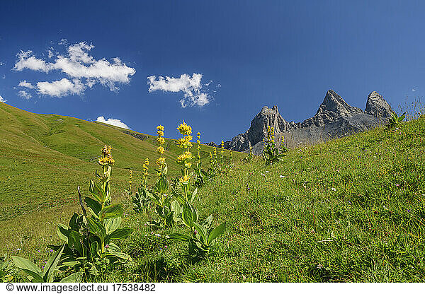 Yellow Gentiana lutea flowering plants with Aiguilles d'Arves mountain in background  France