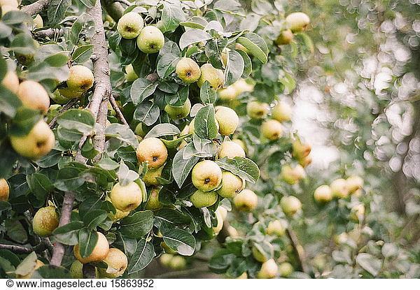 Yellow Green Pears Growing on a Tree with Green Leaves