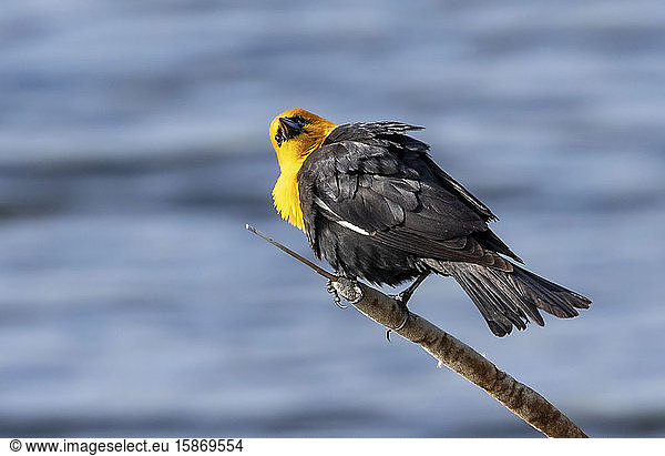 Yellow-headed blackbird (Xanthocephalus xanthocephalus) perched on a branch; Fort Collins  Colorado  United States of America