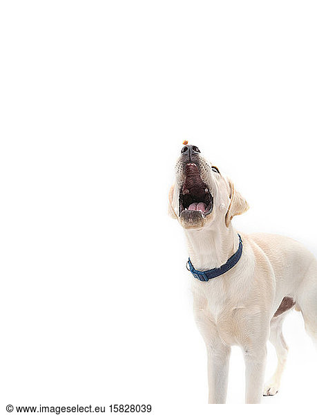 Yellow lab catching treats on solid white background