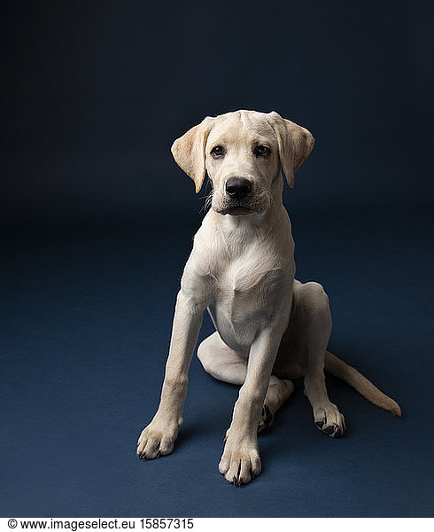 Yellow lab puppy sitting on dark blue background looking into camera