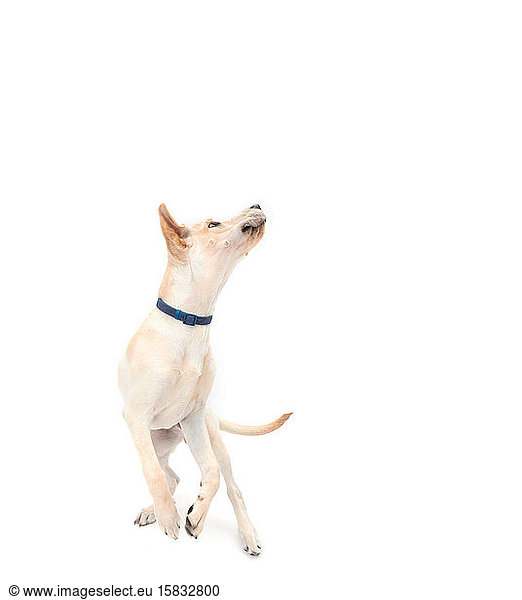 Yellow lab twisting and jumping on solid white background