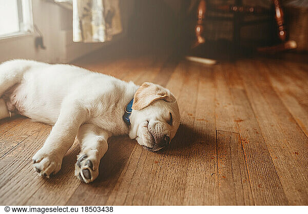 yellow Labrador lab puppy asleep on the floor