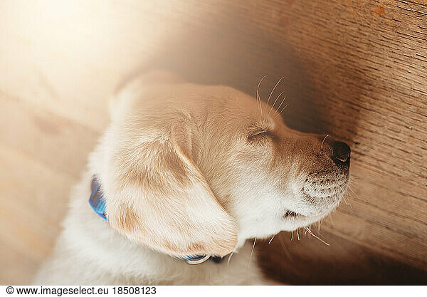 yellow Labrador lab puppy sleeping