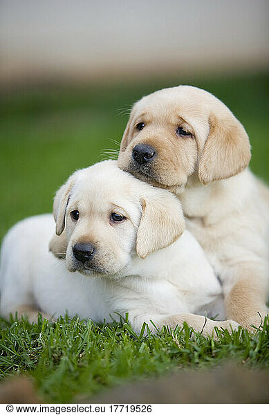 Yellow Labrador Retriever puppies  brother and sister  being affectionate; Maui  Hawaii  United States of America