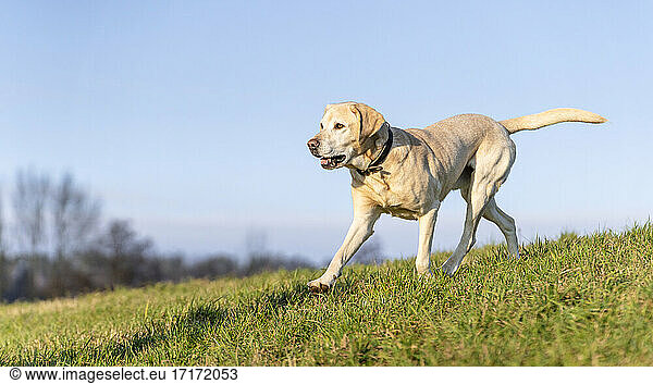 Yellow Labrador Retriever running in meadow against blue sky