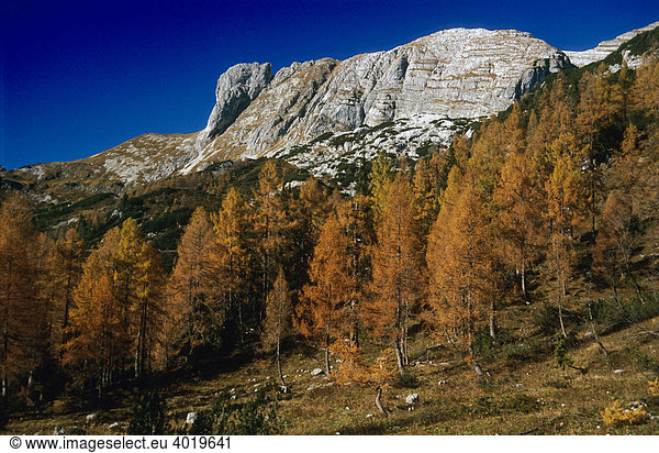 Yellow larches on the Tauplitz pastures  Styria  Austria  Europe