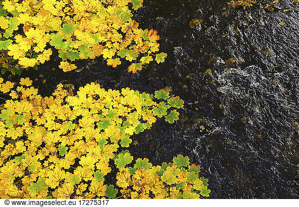 Yellow maple leaves floating in river