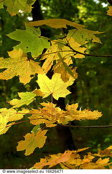 Yellow maple leaves in autumn