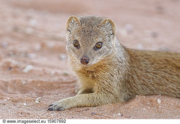 Yellow mongoose (Cynictis penicillata)  adult  lying on the sand  alert  Twee Rivieren rest camp  Kgalagadi Transfrontier Park  Northern Cape  South Africa  Africa.