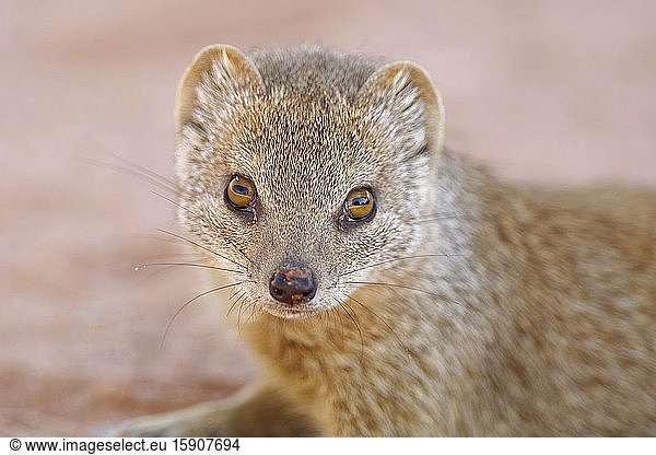 Yellow mongoose (Cynictis penicillata)  adult  on the sand  close-up of the head  Twee Rivieren rest camp  Kgalagadi Transfrontier Park  Northern Cape  South Africa  Africa.