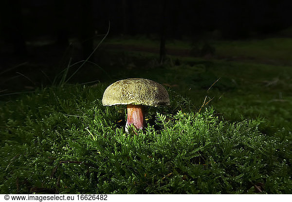 Yellow mushroom growing on mossy forest floor at night