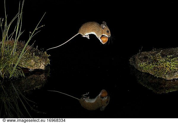 Yellow-necked mouse (Apodemus flavicollis) jumps over water surface with hazelnut between front paws  mirror image  Thuringia  Germany  Europe