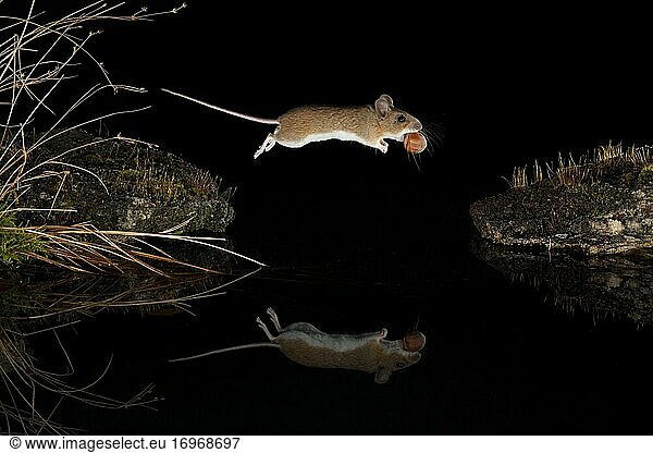 Yellow-necked mouse (Apodemus flavicollis) jumps with hazelnut over water surface  mirror image  Thuringia  Germany  Europe