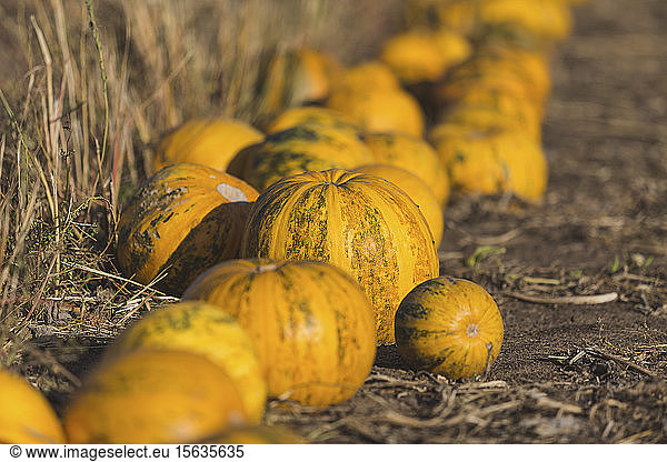 Yellow pumpkins on a field