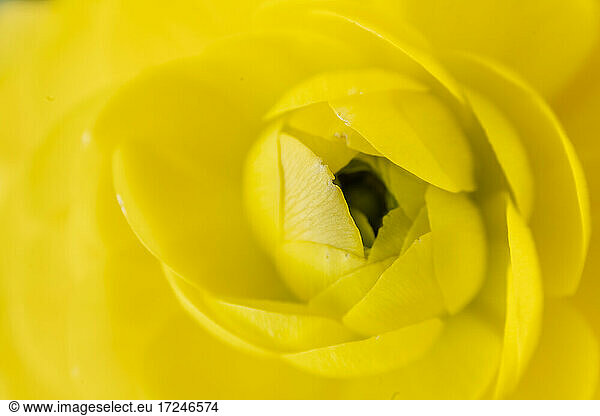 Yellow Ranunkel in bloom