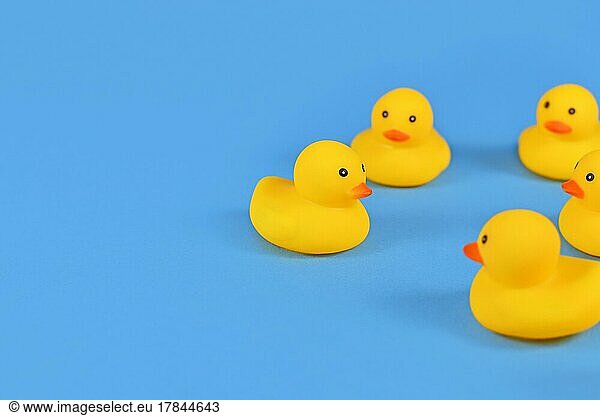 Yellow rubber ducks on blue background with copy space