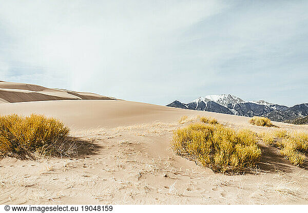 yellow sage brush and dune grasses with snowy mountains in background