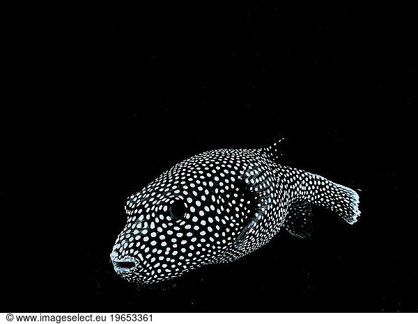 Yellow spotted puffer fish taken in Kona Island Hawaii