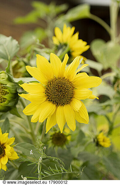 Yellow sunflowers grown on plant