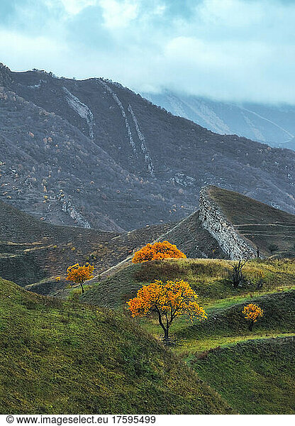 Yellow trees on terraced field by mountains at North Caucasus  Dagestan  Russia