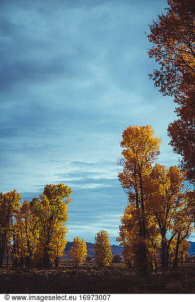 Yellow trees stand out against a blue sky in Jackson  Wyoming during fall