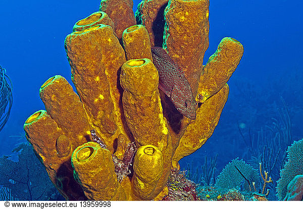 Yellow Tube Sponge Yellow Tube Sponge, (Aplysina fistularis),aplysina ...