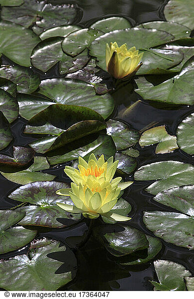 Yellow water lily lotus flowers blooming in pond