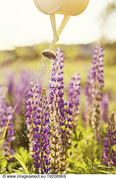 Yellow watering can sprinkling water on purple lupine flowers