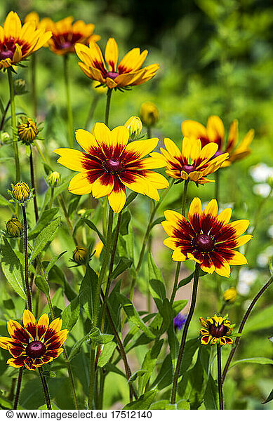 Yellow wildflowers blooming in spring