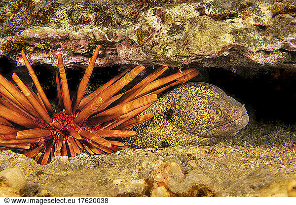 Yellowmargin moray eel (Gymnothorax flavimarginatus) shelters in a crevice behind a slate pencil sea urchin (Heterocentrotus mammillatus); Hawaii  United States of America
