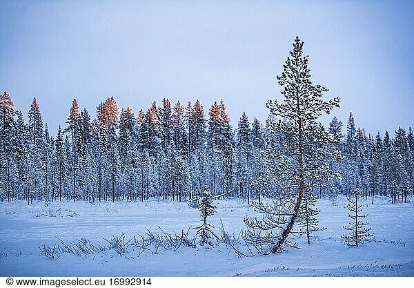 Yllasjarvi  Lappland  Finnland