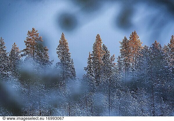 Yllasjarvi  Lappland  Finnland