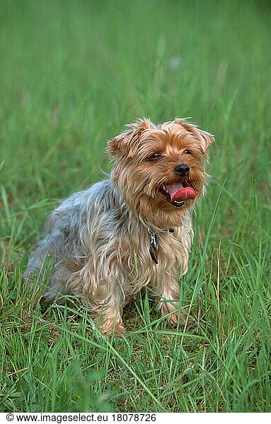 Yorkshire-Terrier (animals) (außen) (outdoor) (Wiese) (meadow) (hecheln) (panting) (sitzen) (sitting) (adult) (Säugetiere) (mammals) (Haushund) (domestic dog) (Haustier) (Heimtier) (pet)