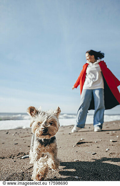 Yorkshire terrier walking with woman in background at beach