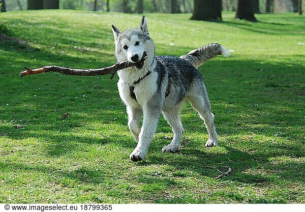 Young Alaskan Malamute  4  5 months old  female  running with a stick in the mouth across a meadow  FCI Standard No. 243  young Alaskan Malamute  5 months old  female  running with a stick in the mouth across a domestic dog (canis lupus familiaris)