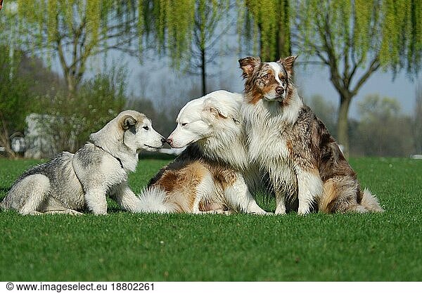 Young Alaskan Malamute  puppy  and two Australian Shepherds  red-merle  sitting side by side in a meadow  FCI Standard No. 243 and No. 342  young Alaskan Malamute  puppy  and two Australian Shepherds  side by side in a domestic dog (canis lupus familiaris)