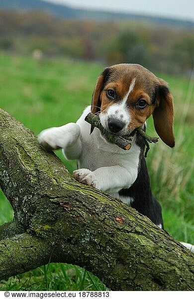 Young Beagle  puppy  tricolour  standing straighten up at a log and playing with a stick  FCI  Standard No. 161  young Beagle  puppy  standing straighten up at a log and playing with a domestic dog (canis lupus familiaris)