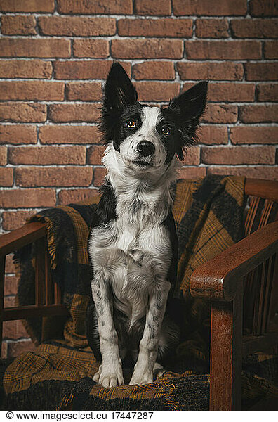 Young border collie puppy sitting on a chair indoors