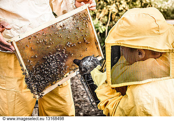 Young boy in beekeeper dress  using bee smoker