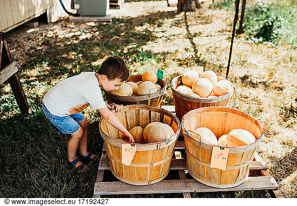 Young boy looking through baskets of cantaloupe at local market