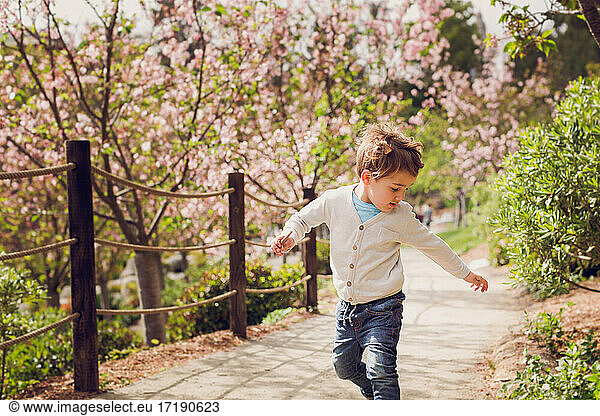 Young boy playing on a path of cherry blossoms.
