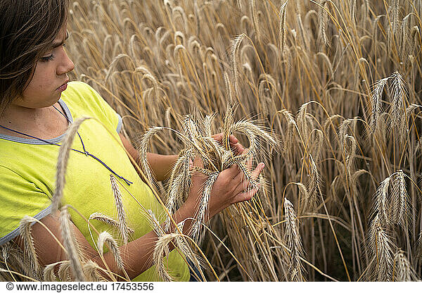 Young boy touching wheat ears on field