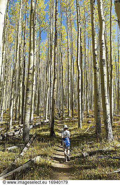 young boy walking on autumn aspen nature trail