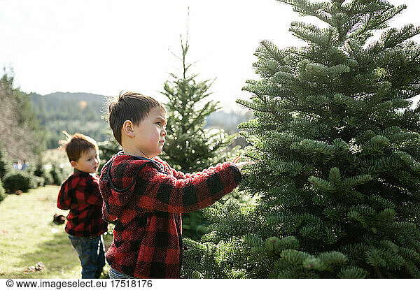 Young boys picking out Christmas Tree at Christmas Tree Farm