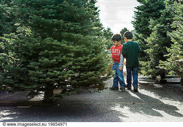 Young boys surrounded by trees in a Christmas tree lot.