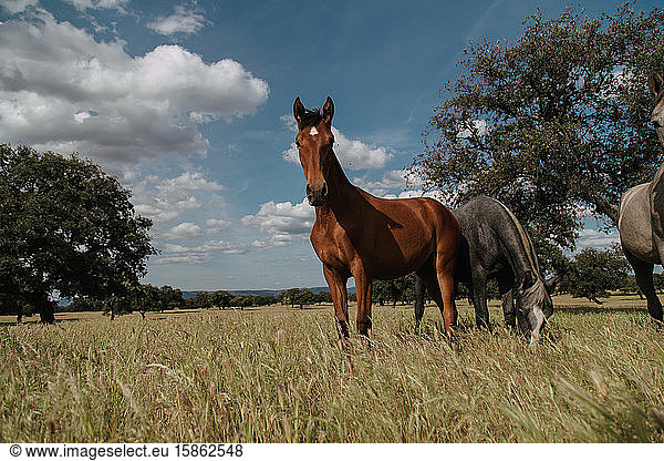 Young brown horse looking at the camera in the meadow