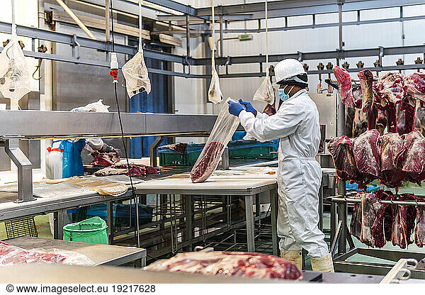 Young butcher packing raw meat in slaughterhouse