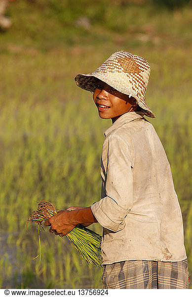 Young cambodian boy in a rice field
