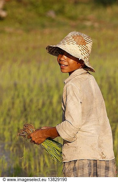 Young cambodian boy in a rice field  Siem Reap  Cambodia.